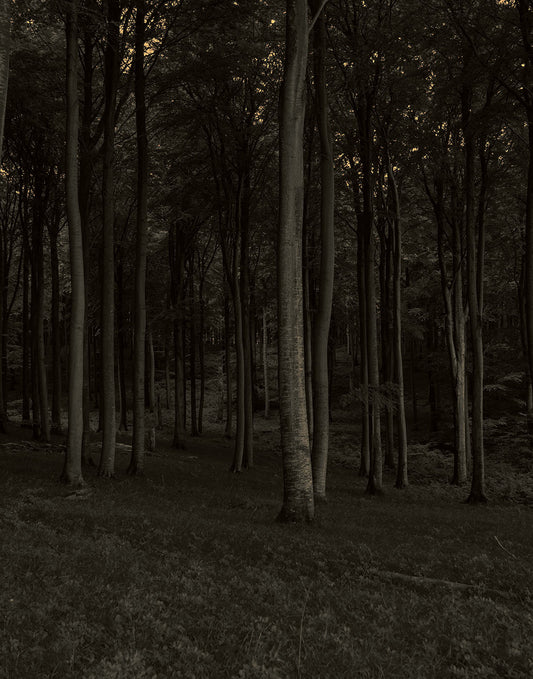 Dark Forest