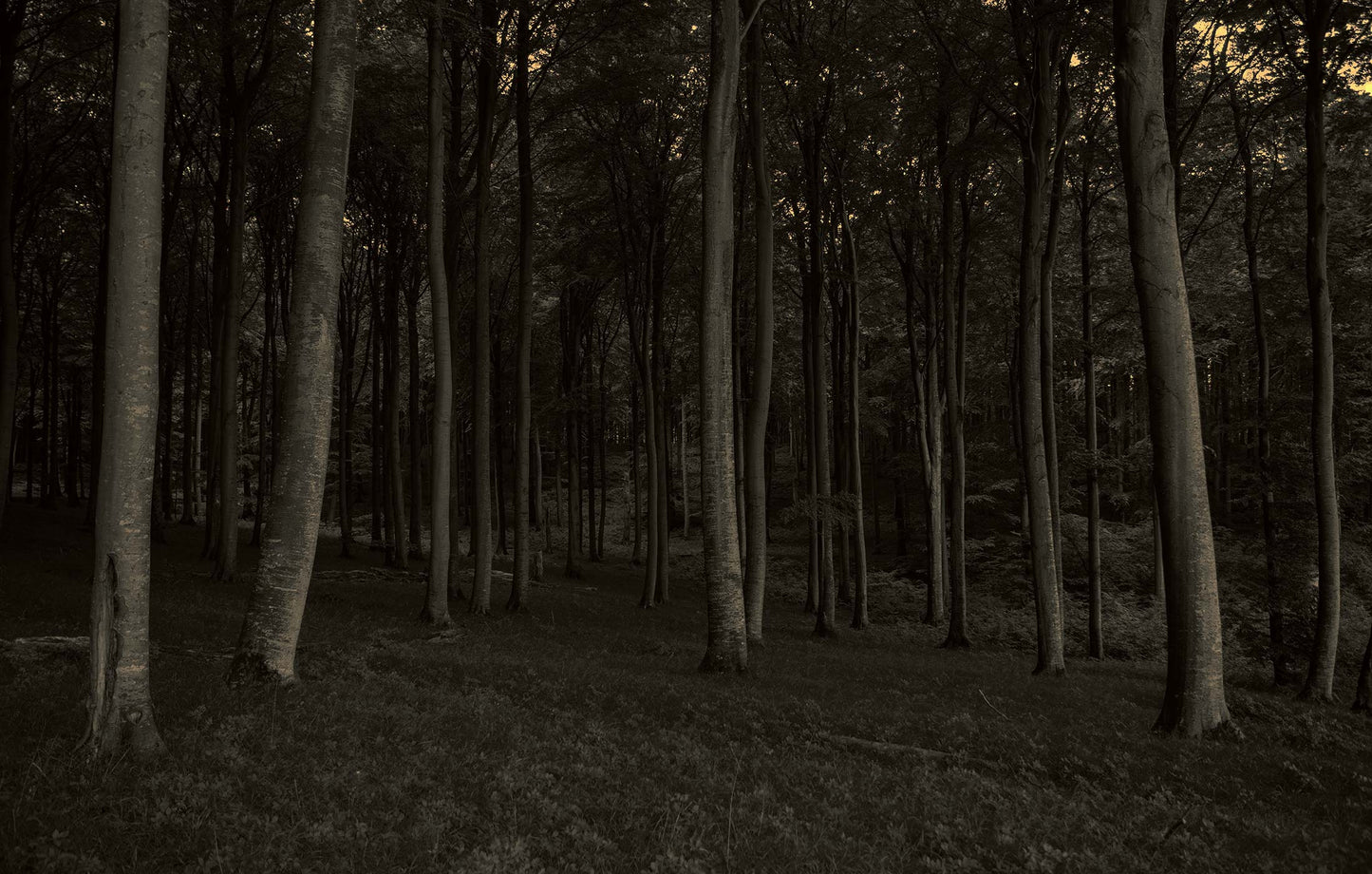 Dark Forest