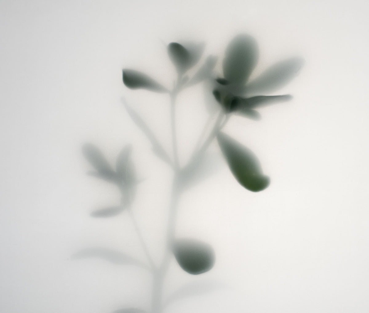 Fade Botanic