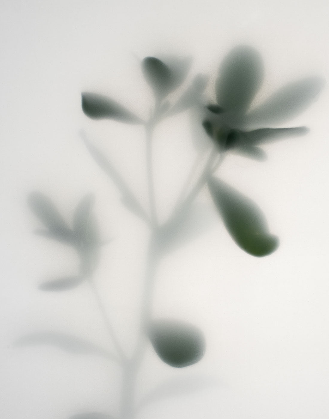 Fade Botanic